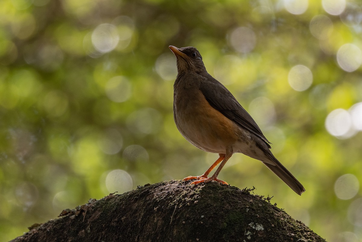 African Thrush - ML502917821