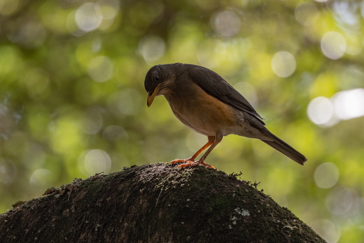 African Thrush - ML502917841