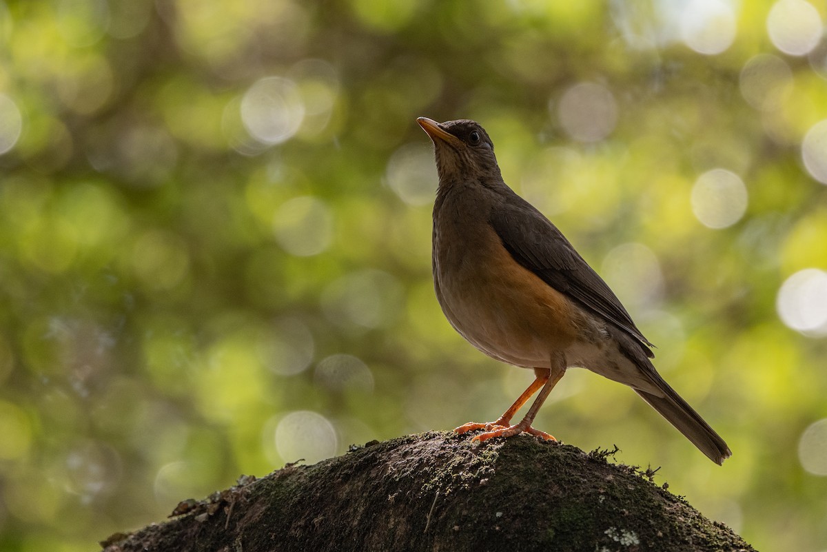 African Thrush - ML502917851