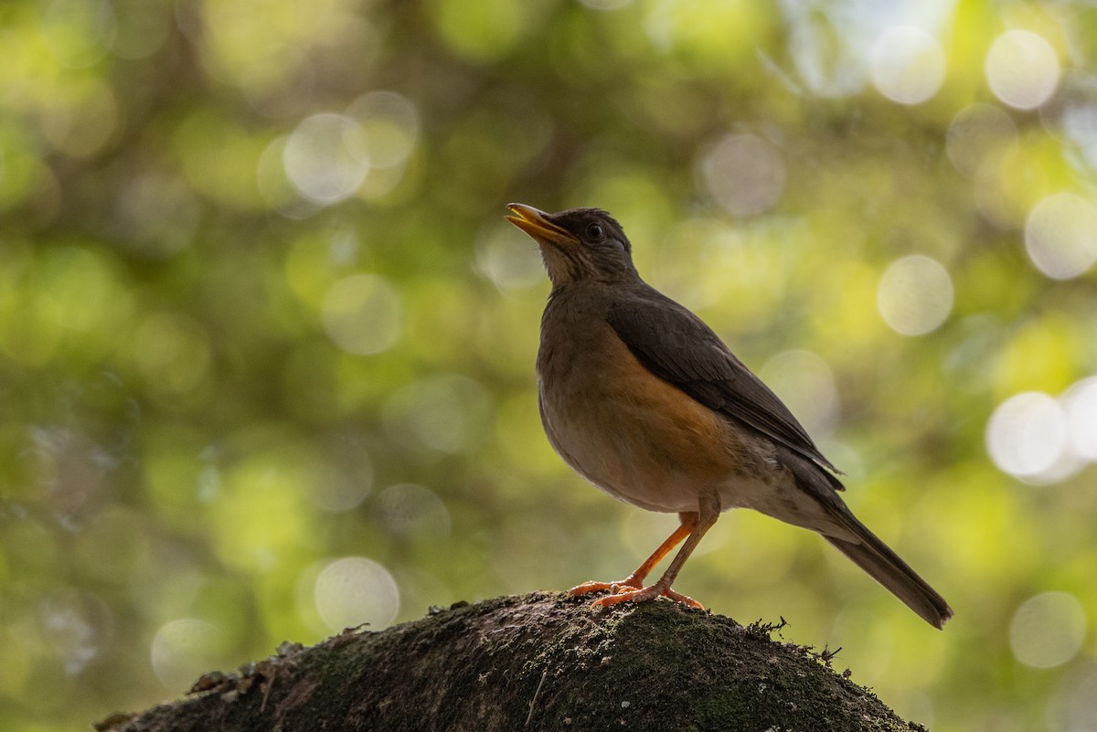 African Thrush - ML502917871