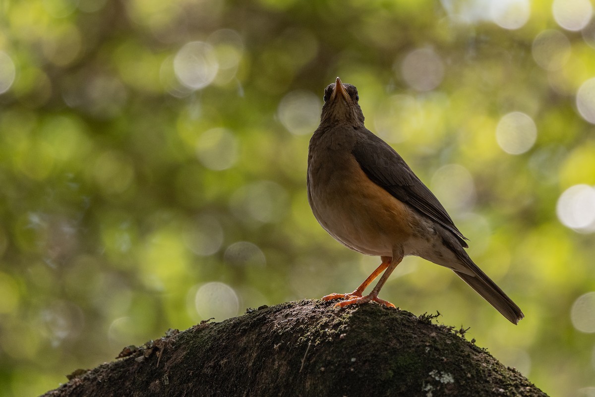 African Thrush - ML502917881