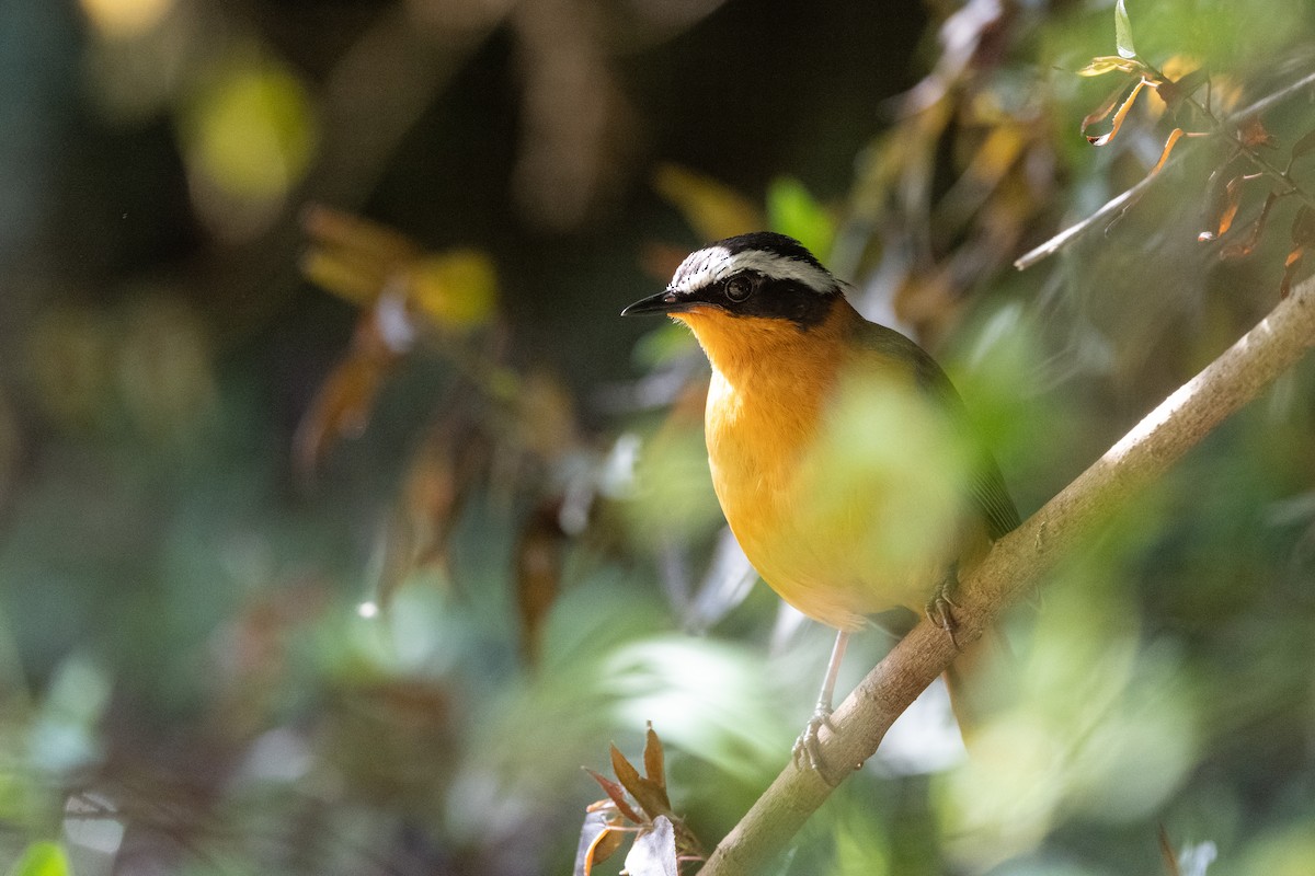 White-browed Robin-Chat - ML502917931