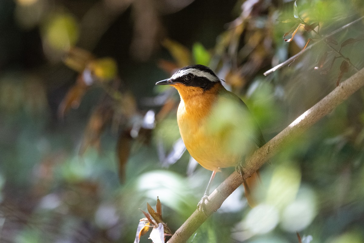 White-browed Robin-Chat - ML502917941