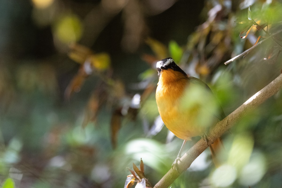 White-browed Robin-Chat - ML502917951