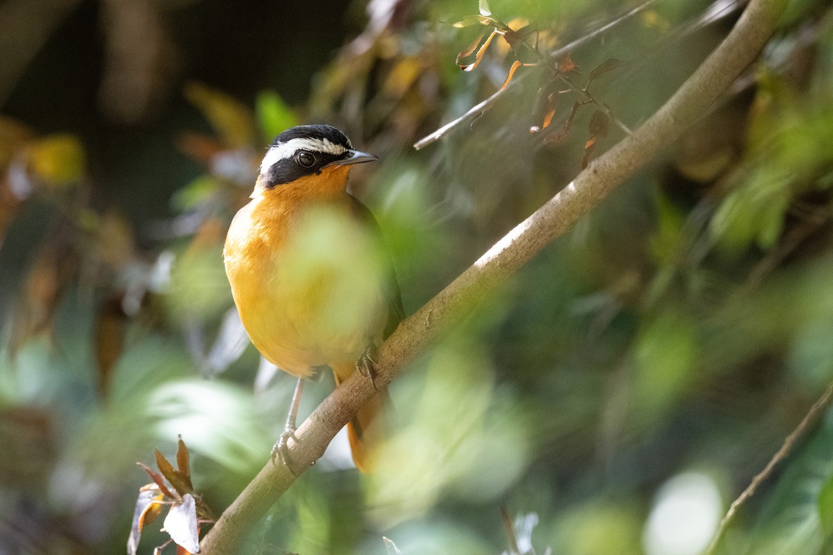 White-browed Robin-Chat - ML502917981