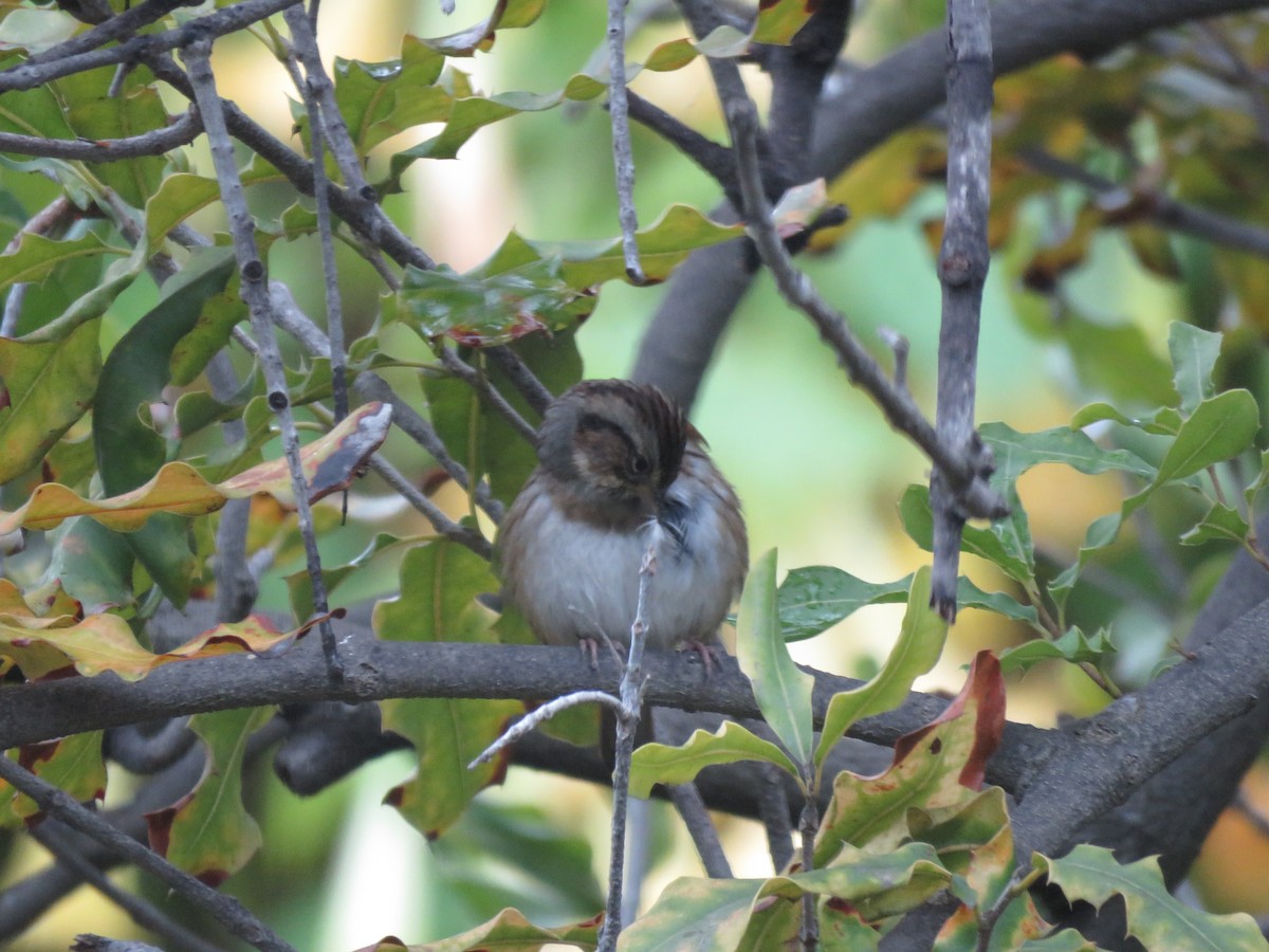 Swamp Sparrow - ML502918741