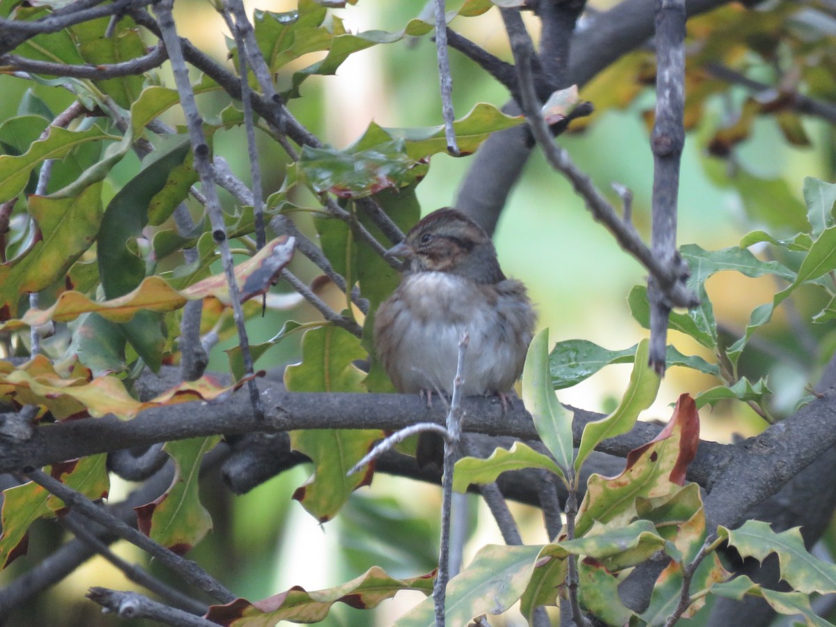 Swamp Sparrow - ML502918961