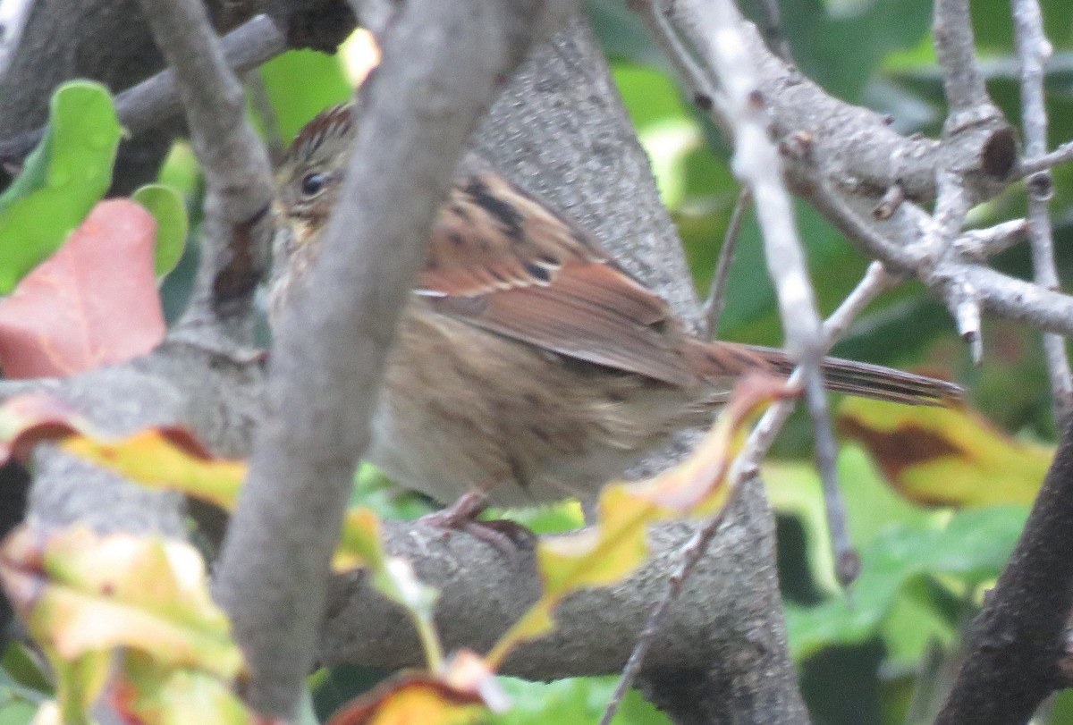 Swamp Sparrow - ML502919211