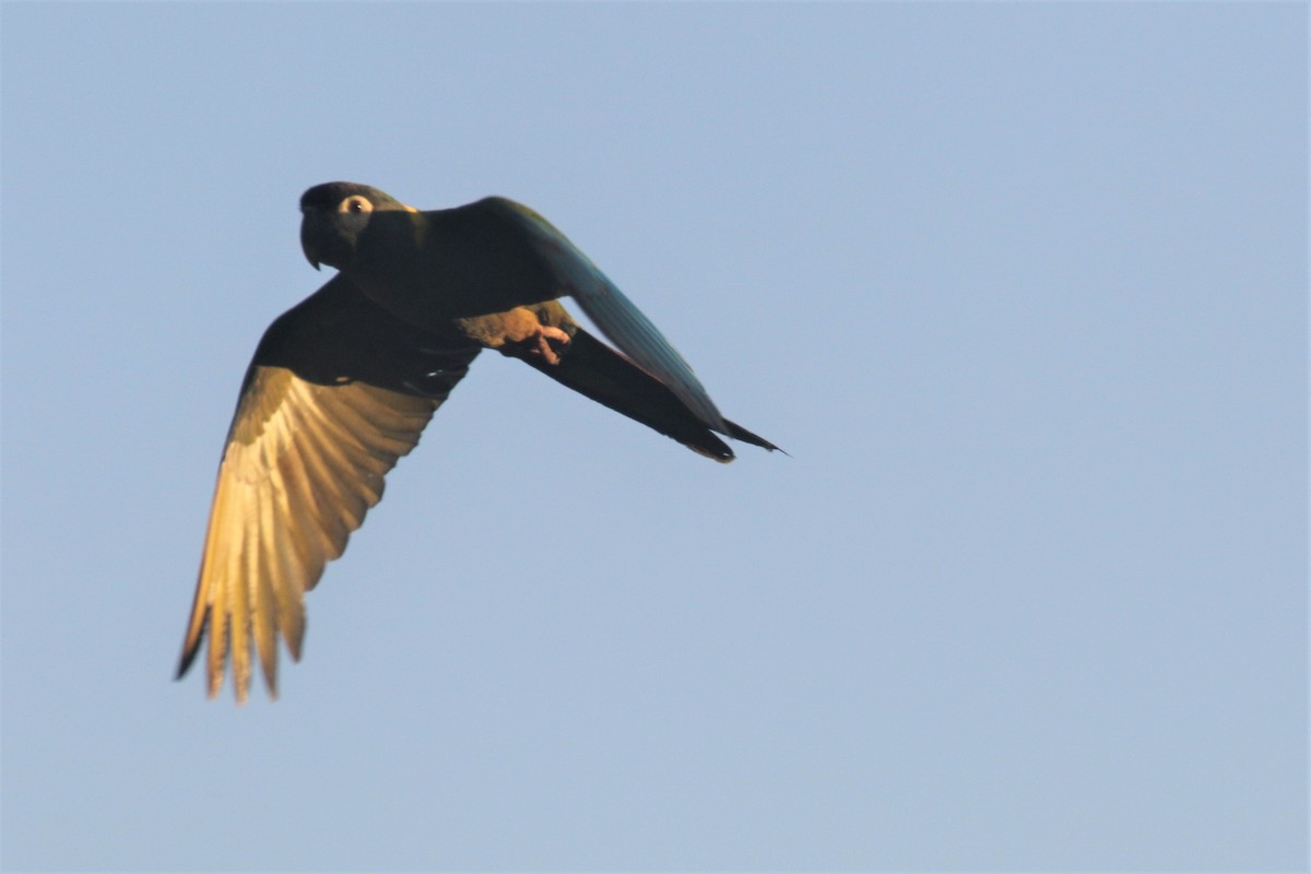 Yellow-collared Macaw - ML502919401