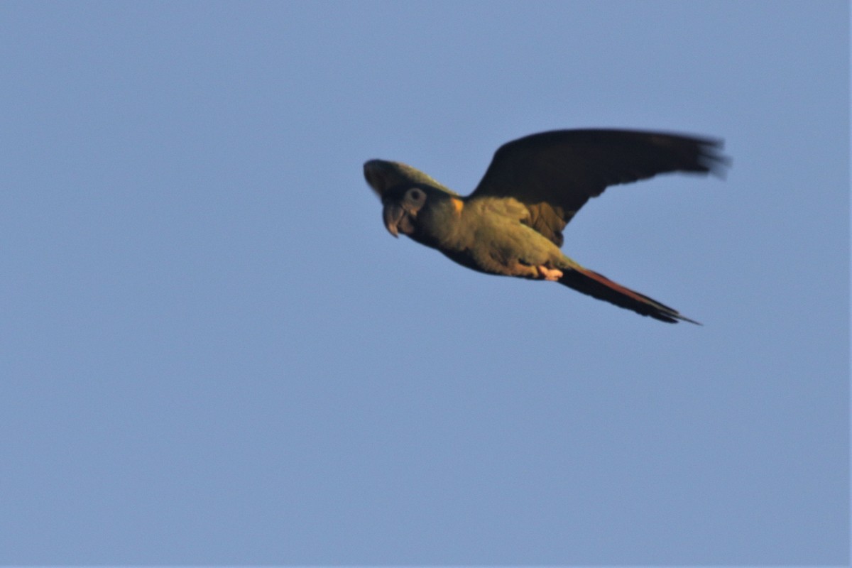 Yellow-collared Macaw - ML502919431