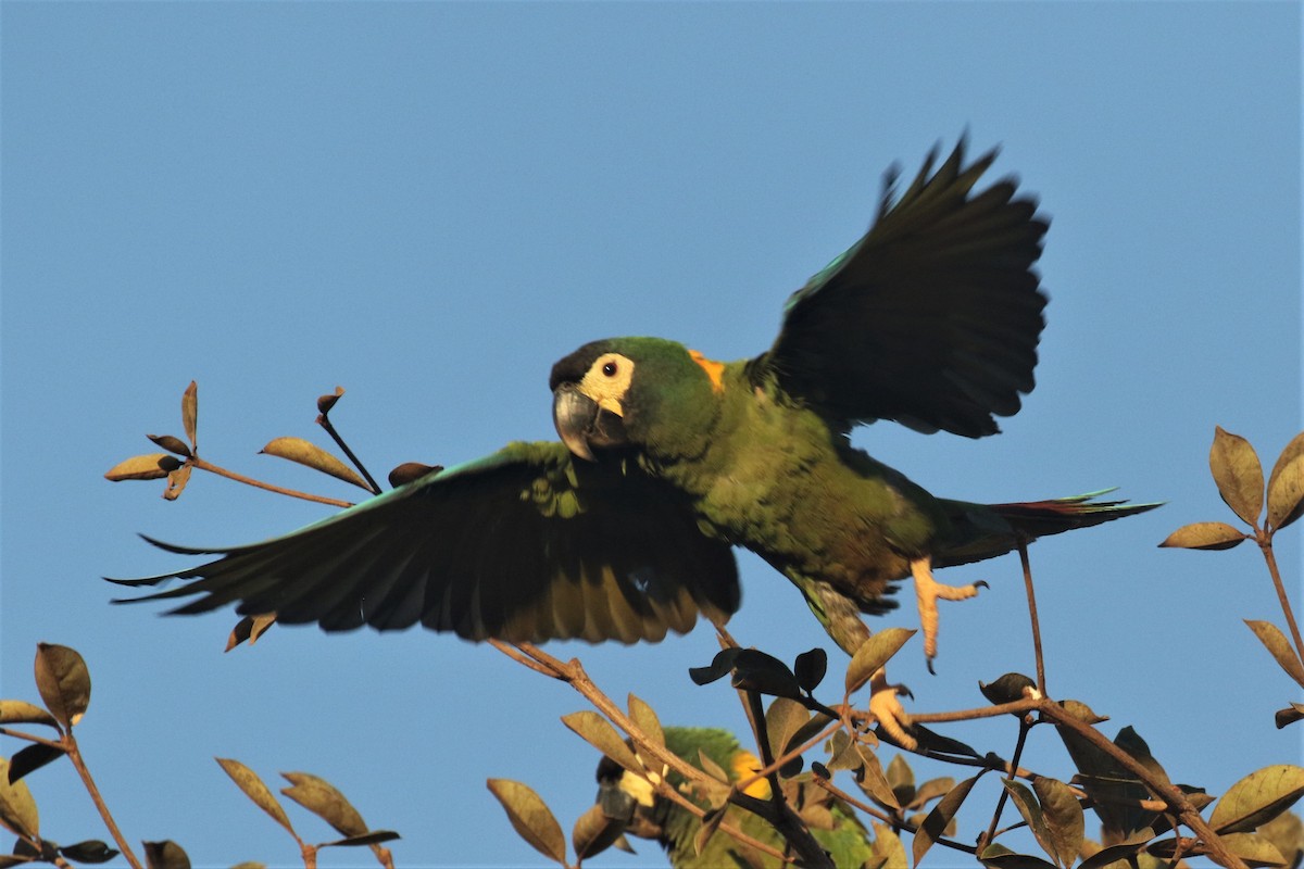 Yellow-collared Macaw - Federico Schulz