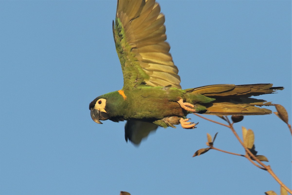 Yellow-collared Macaw - Federico Schulz