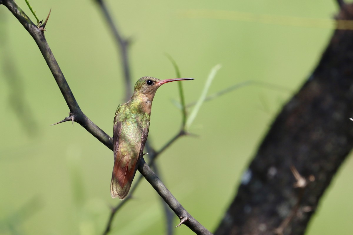 kolibřík ryšavý - ML502919731