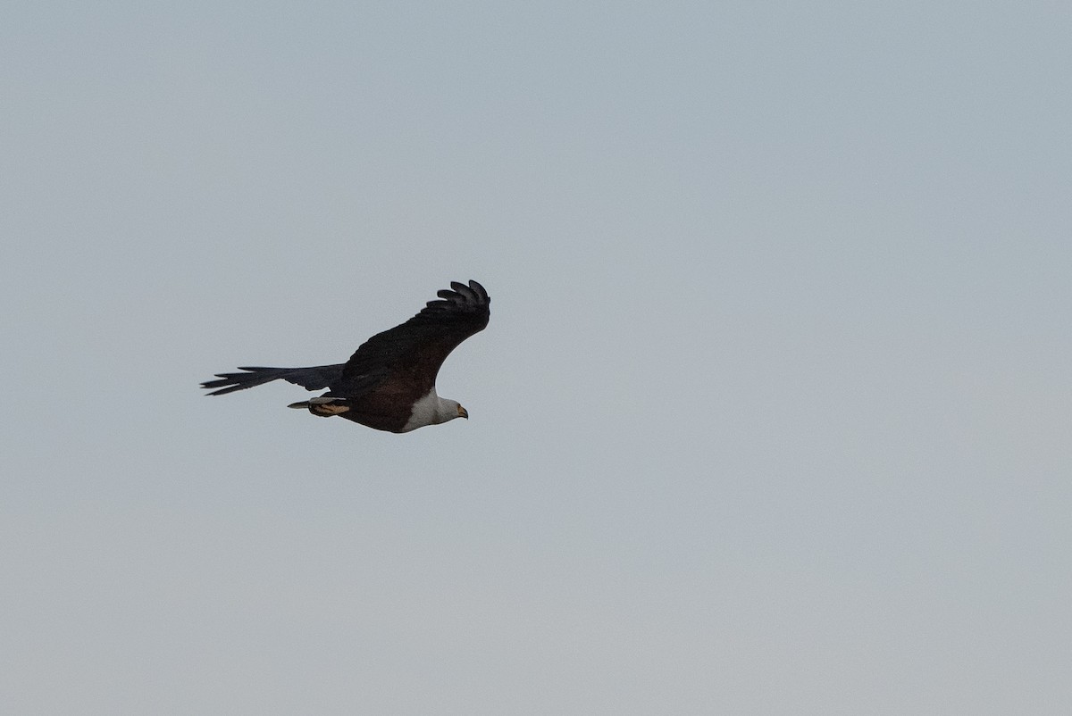 African Fish-Eagle - ML502919931