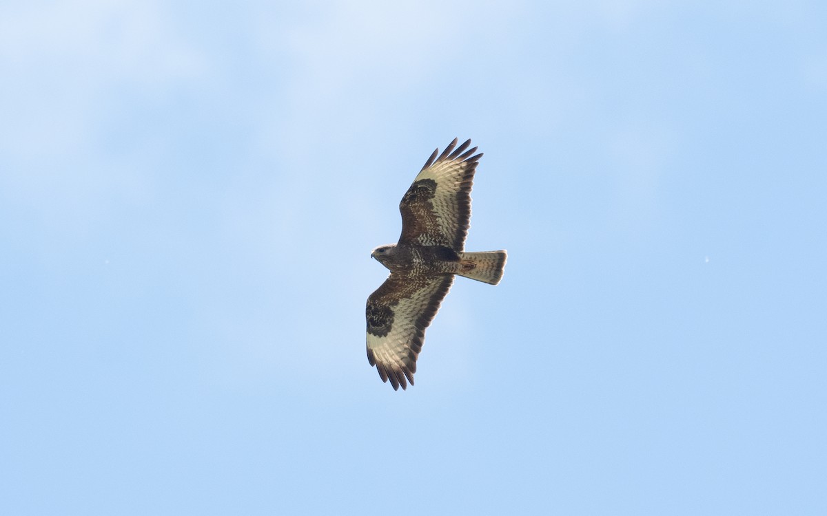 Common Buzzard - ML502920261
