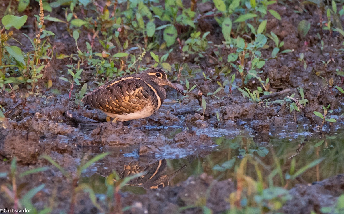 Greater Painted-Snipe - ML502920931