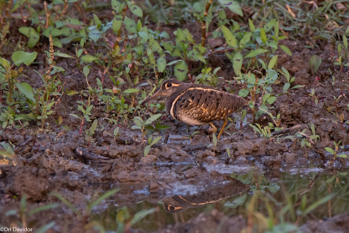 Greater Painted-Snipe - Ori Davidor