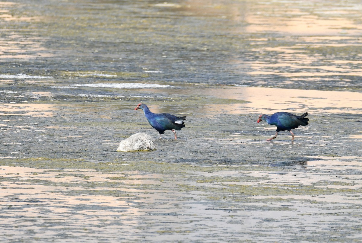 Gray-headed Swamphen - ML502921981