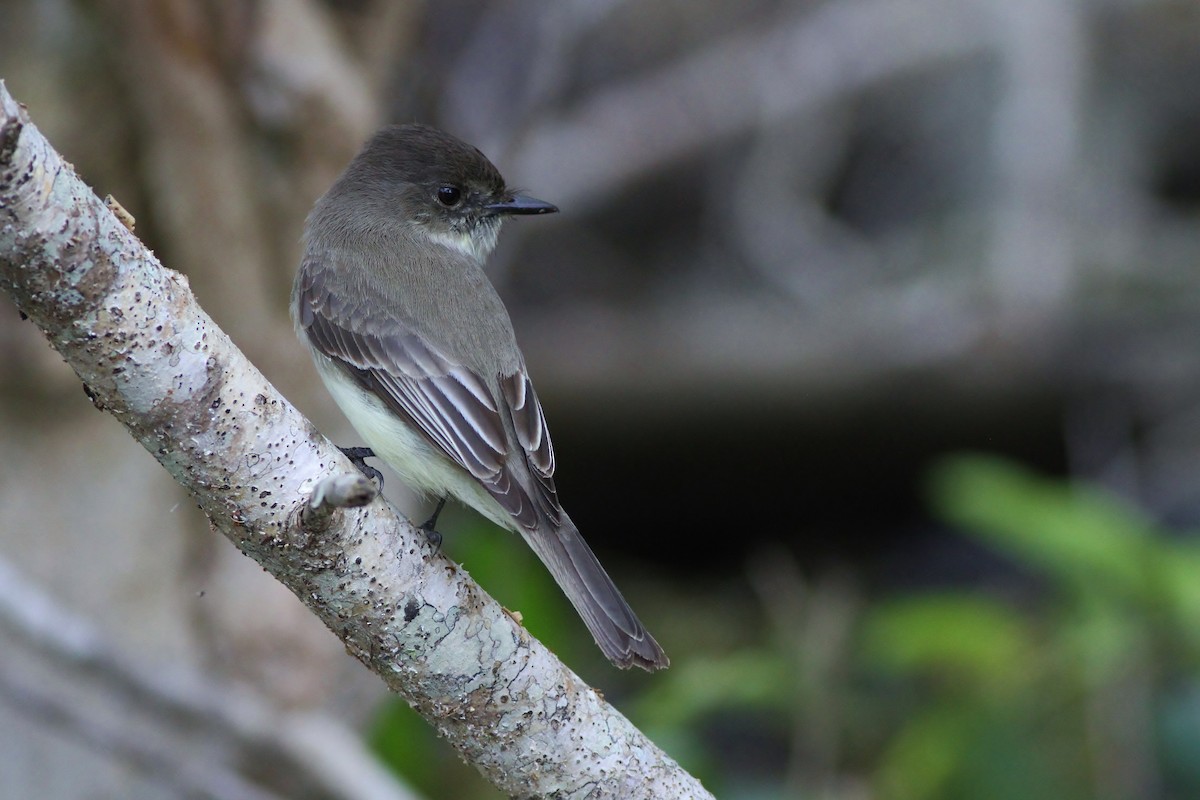 Eastern Phoebe - ML50292271