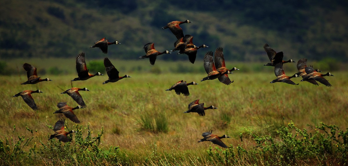 White-faced Whistling-Duck - David Ascanio