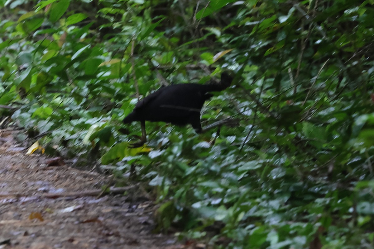 Dusky Megapode (Dusky) - ML502923341