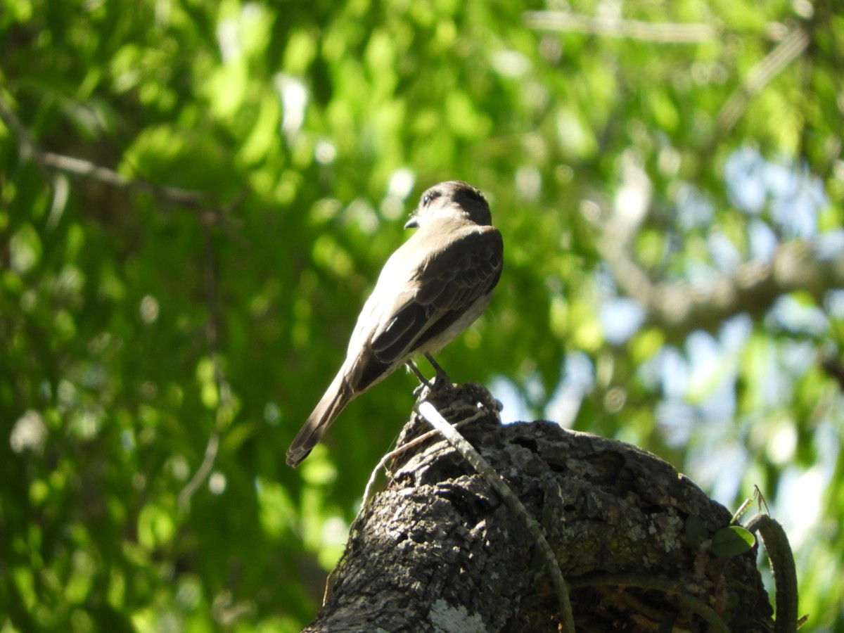 Crowned Slaty Flycatcher - Silvia Enggist