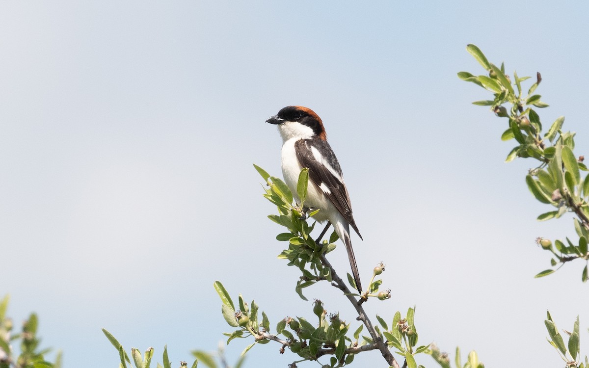 Woodchat Shrike - ML502923941