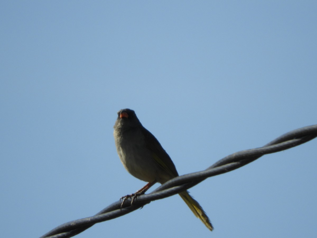 Great Pampa-Finch - ML502924091