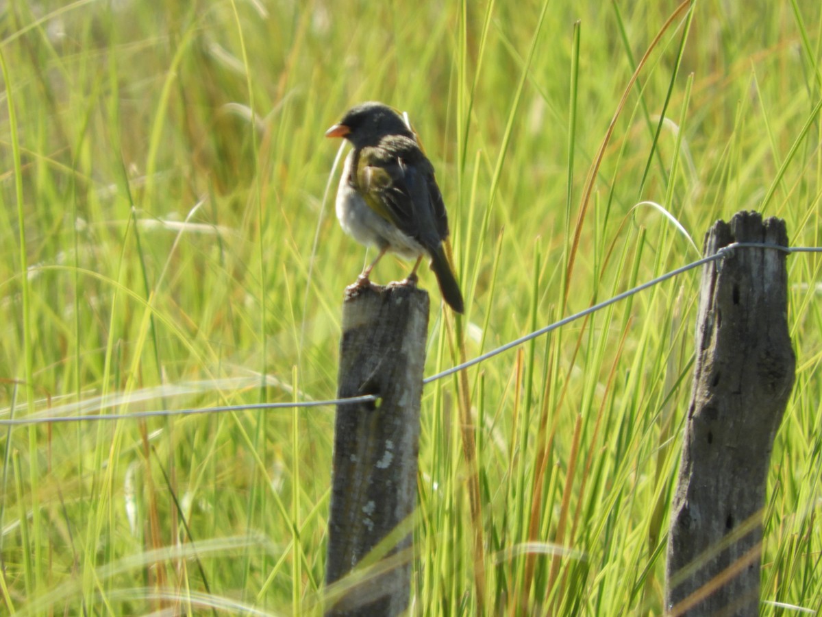 Great Pampa-Finch - ML502924221