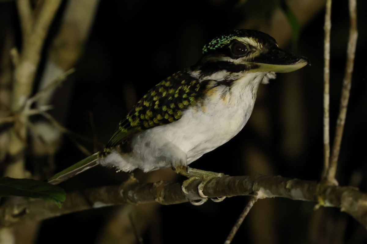 Hook-billed Kingfisher - ML502924531