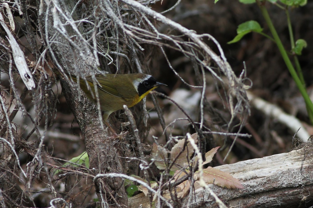 Common Yellowthroat - Alex Lamoreaux