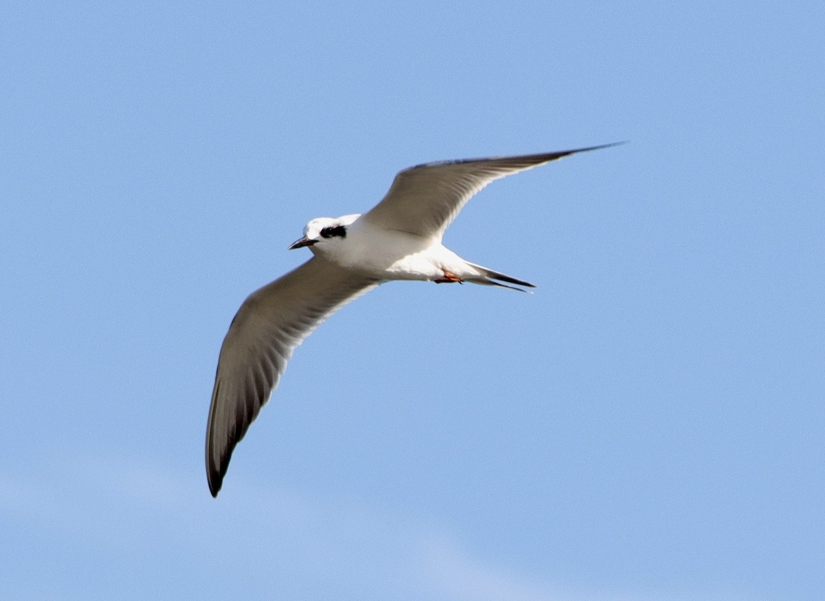 Forster's Tern - Kevin Long