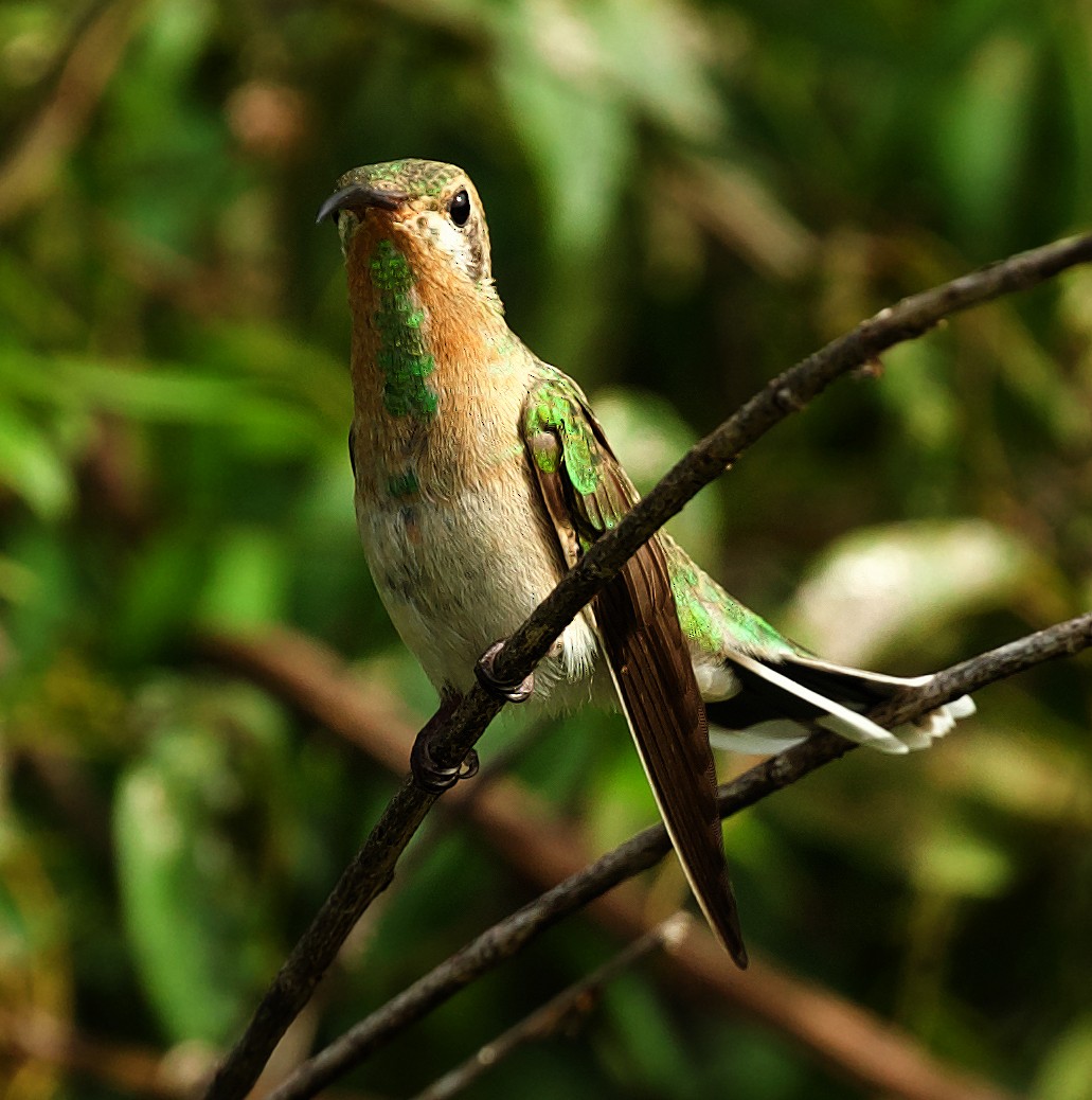 kolibřík rudozobý - ML502925741