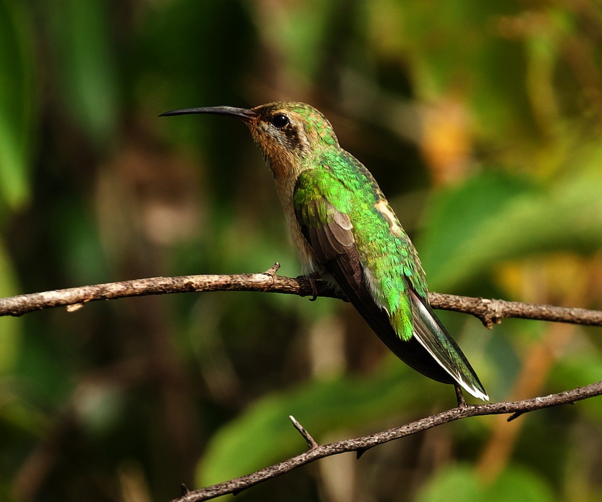 kolibřík rudozobý - ML502925751