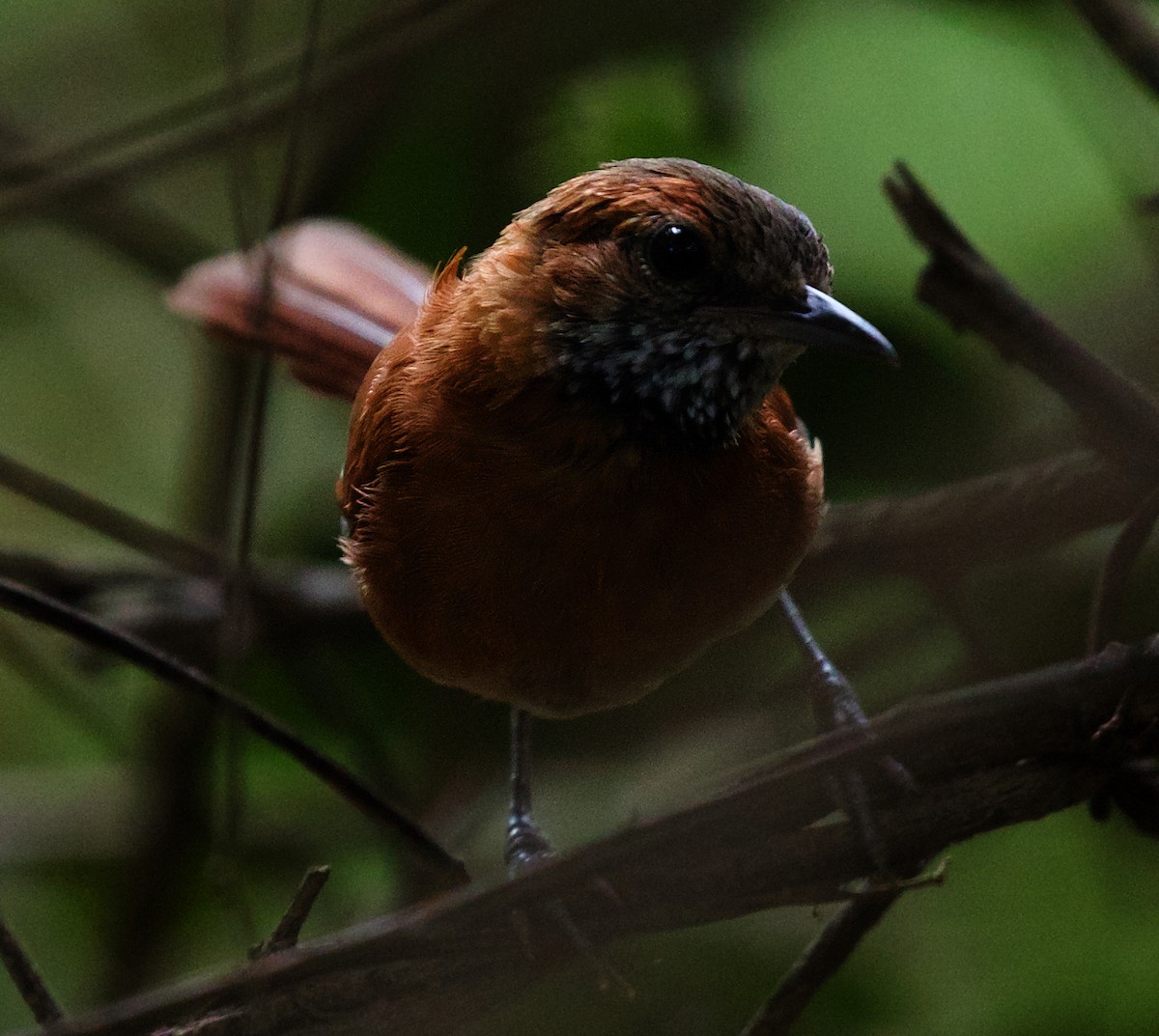 Hoary-throated Spinetail - David Ascanio