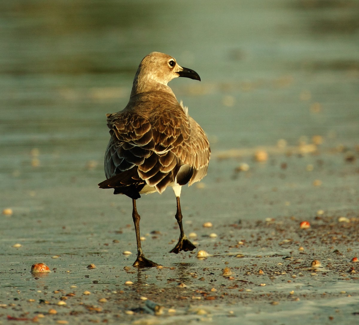 Laughing Gull - ML502927051