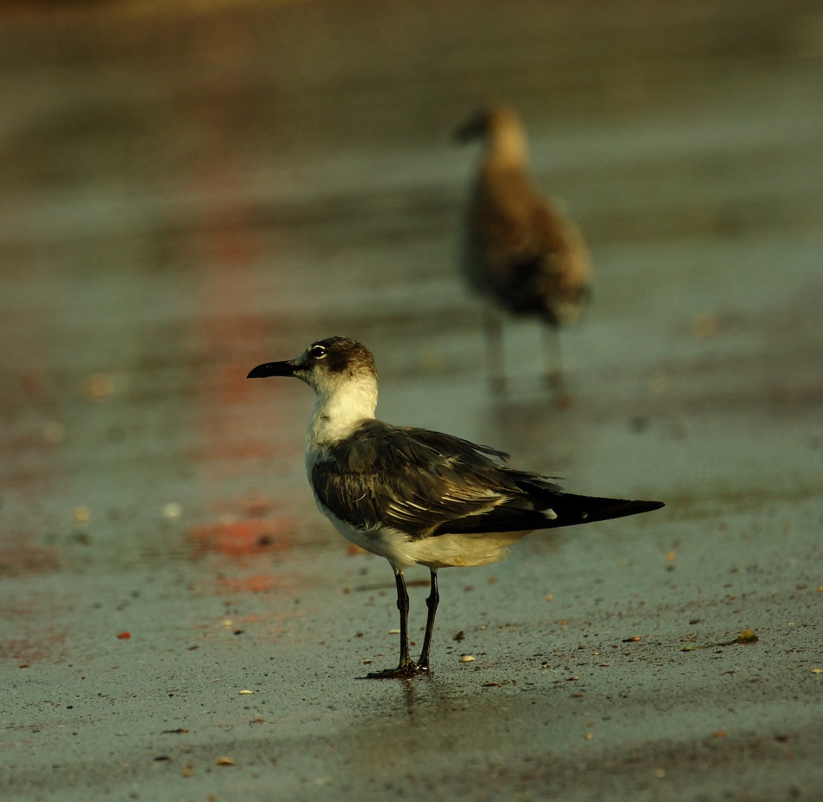 Gaviota Guanaguanare - ML502927061