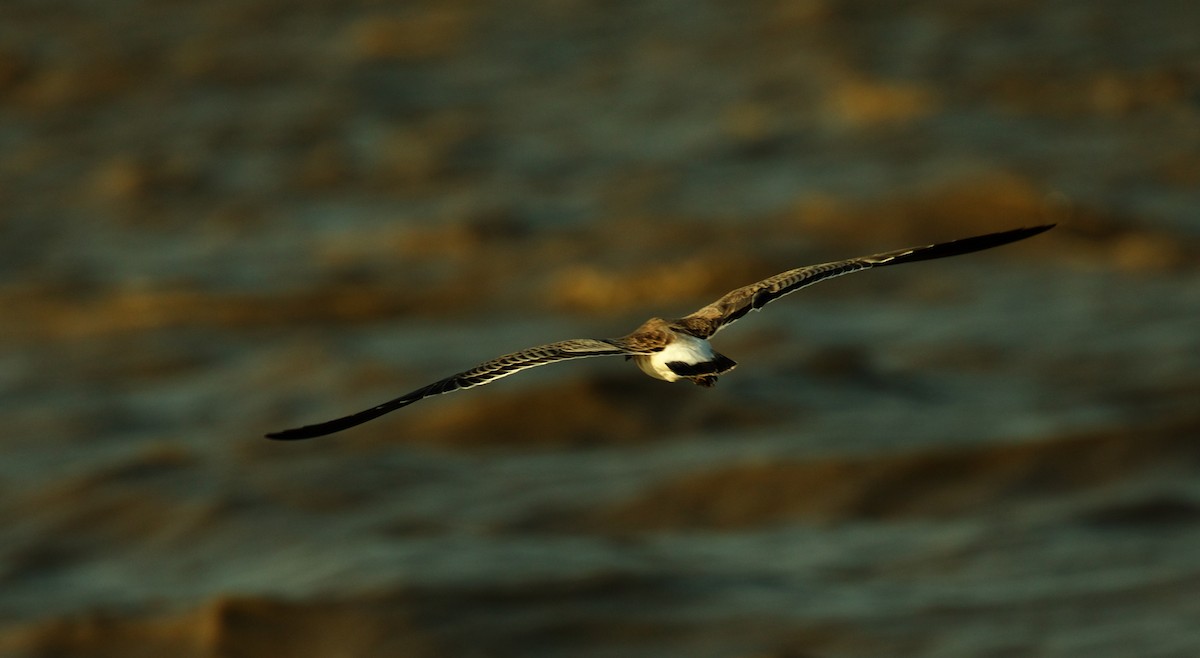 Laughing Gull - ML502927071