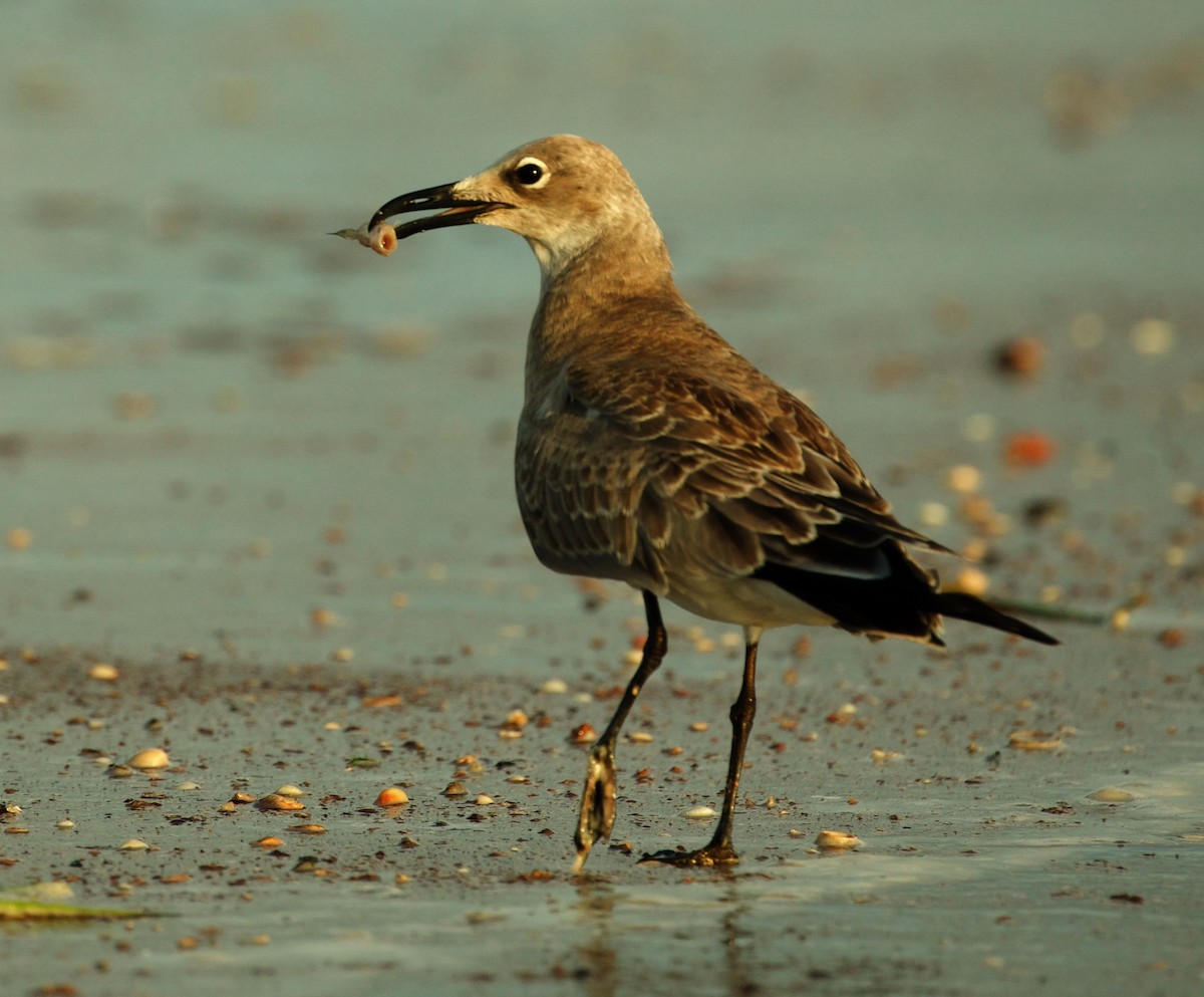 Laughing Gull - ML502927081