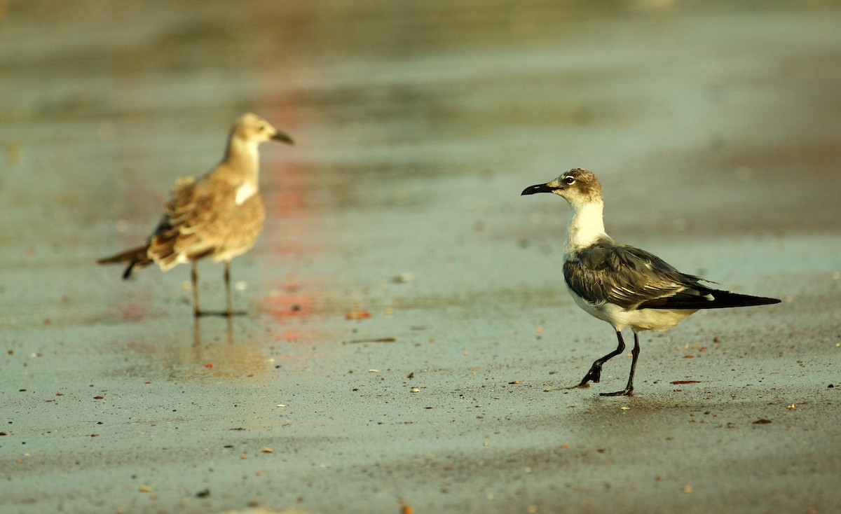 Gaviota Guanaguanare - ML502927091