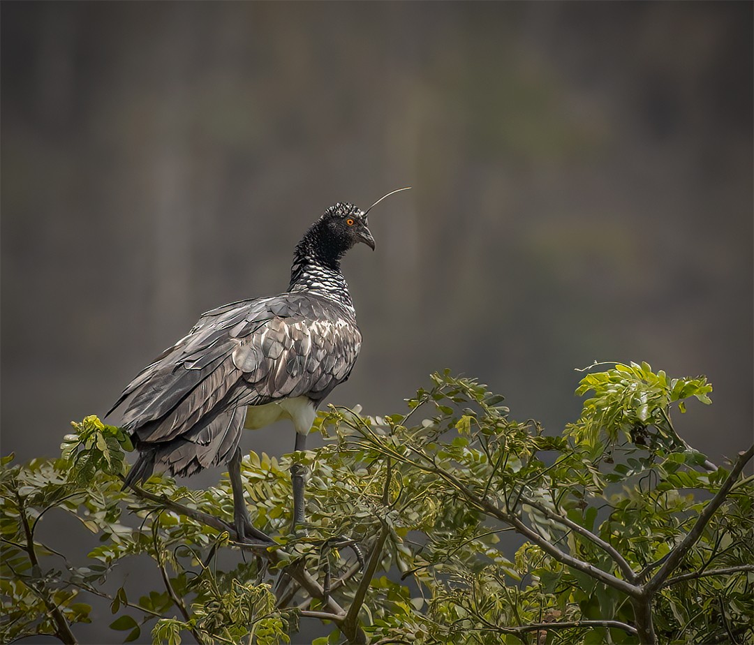Horned Screamer - ML502927211