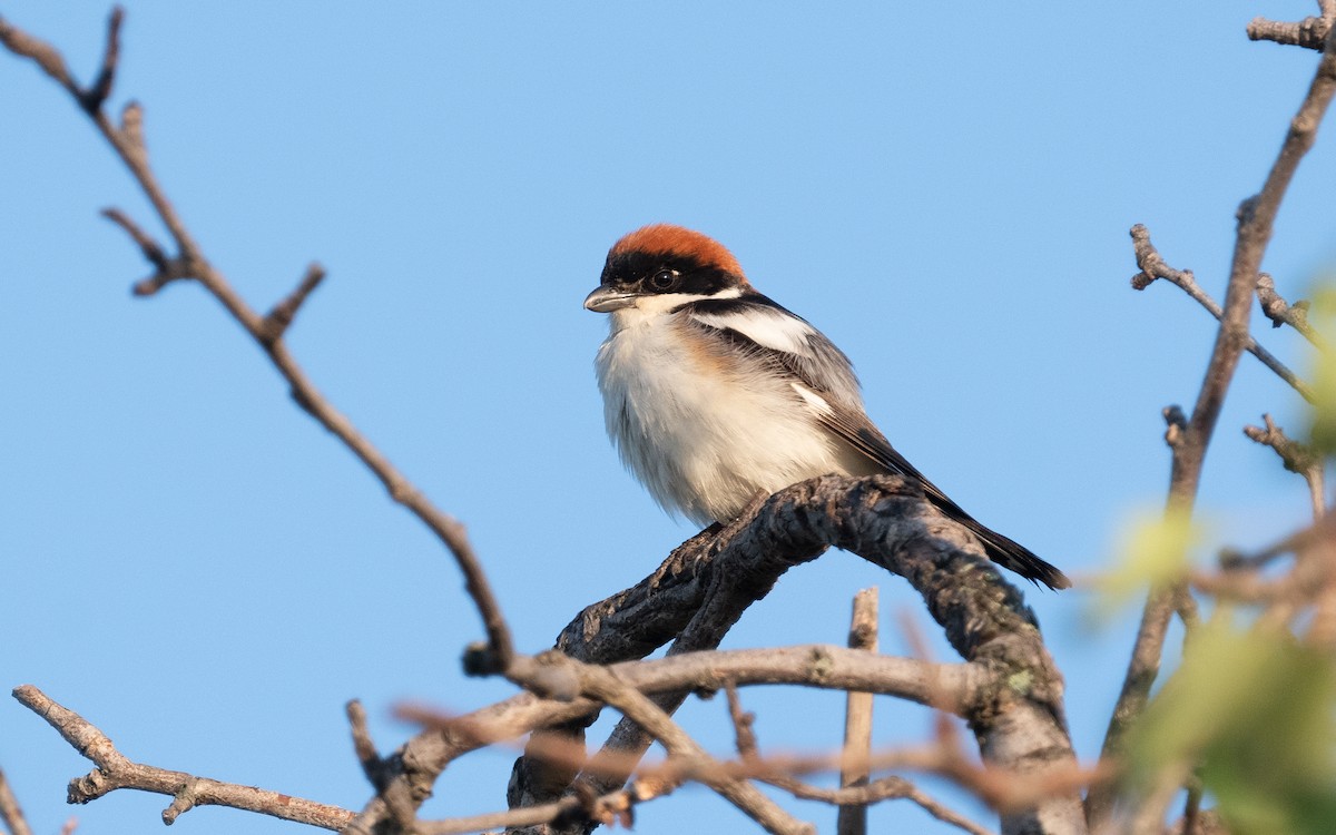 Woodchat Shrike - ML502927461