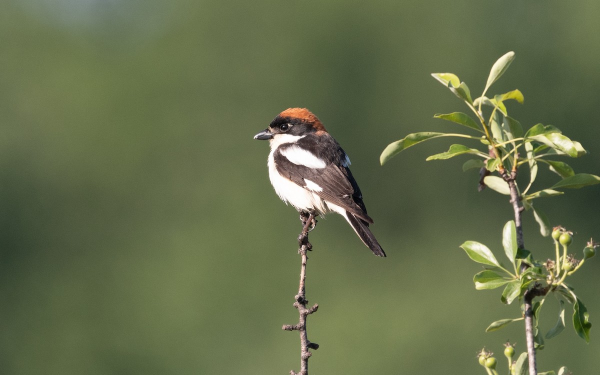 Woodchat Shrike - ML502927471