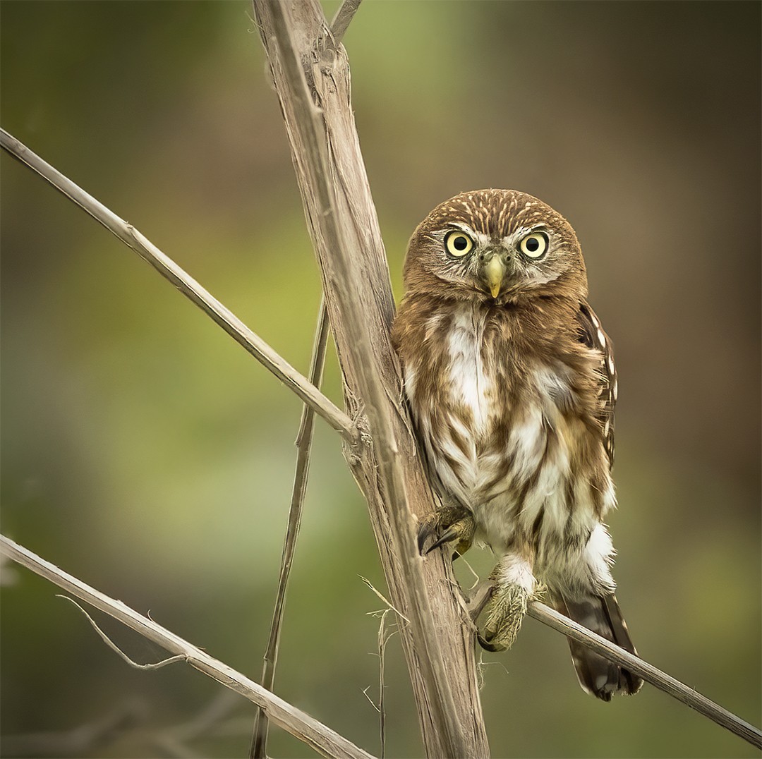 Peruvian Pygmy-Owl - ML502927481