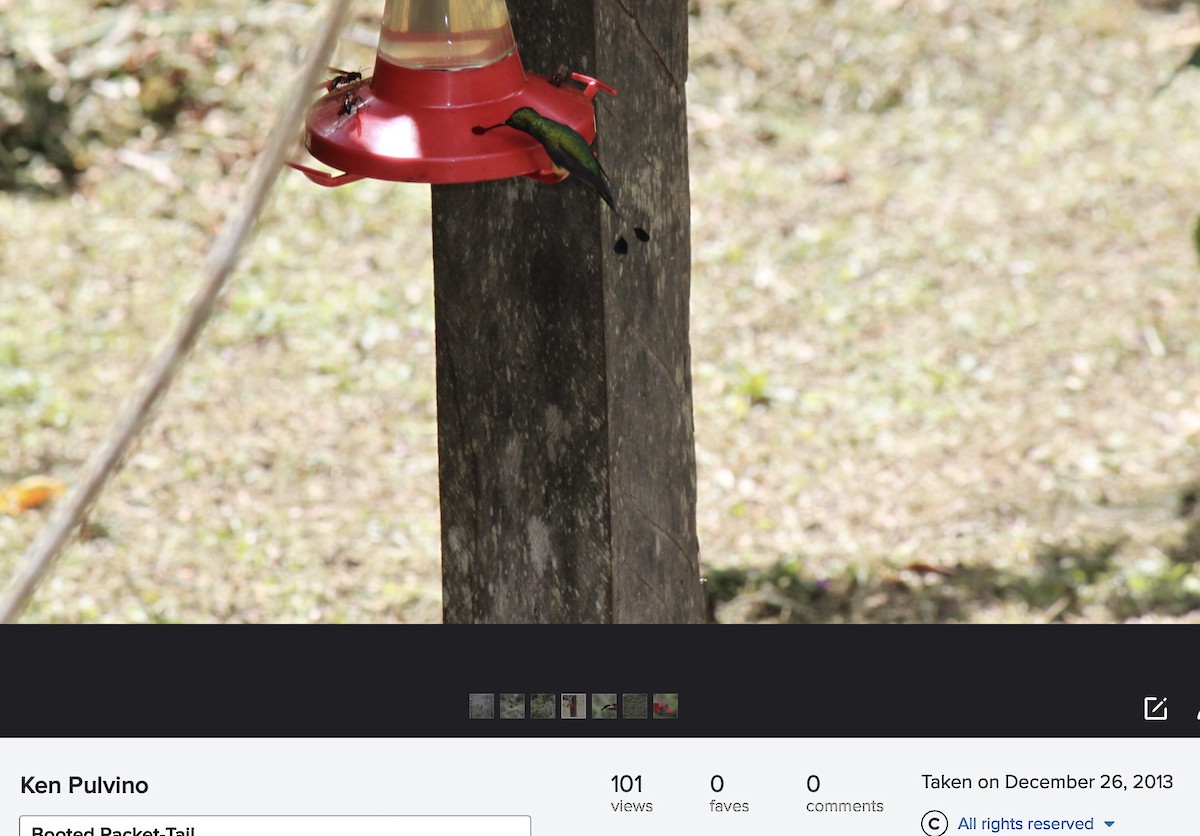 Rufous-booted Racket-tail - ML502927751