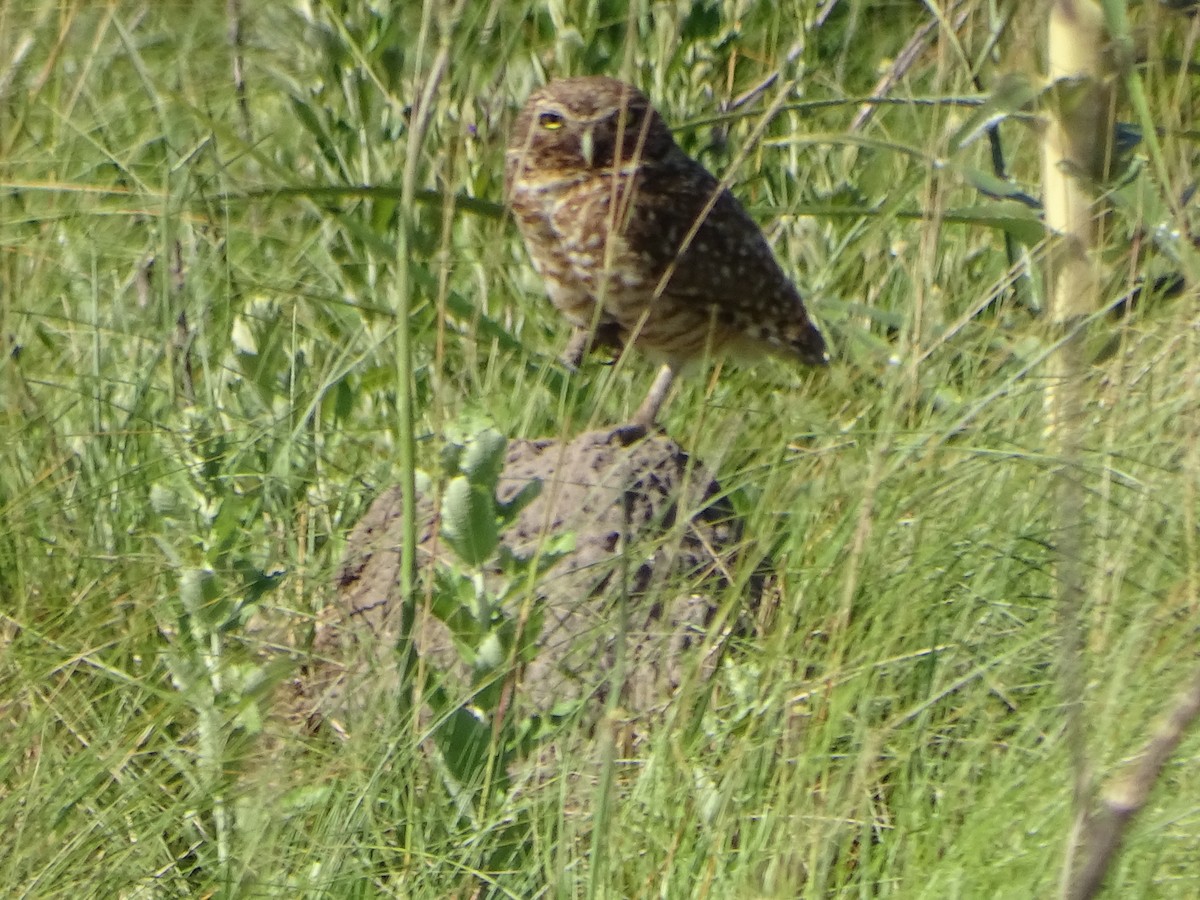 Burrowing Owl - Mirian Del Río