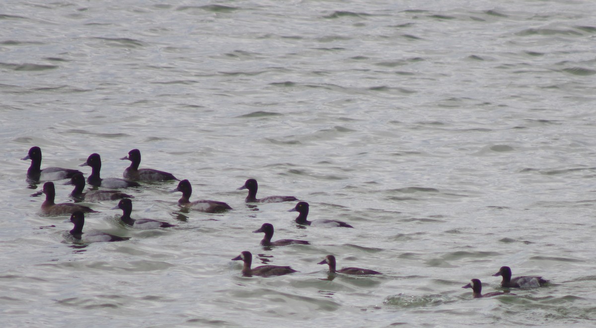 Greater Scaup - ML502929221
