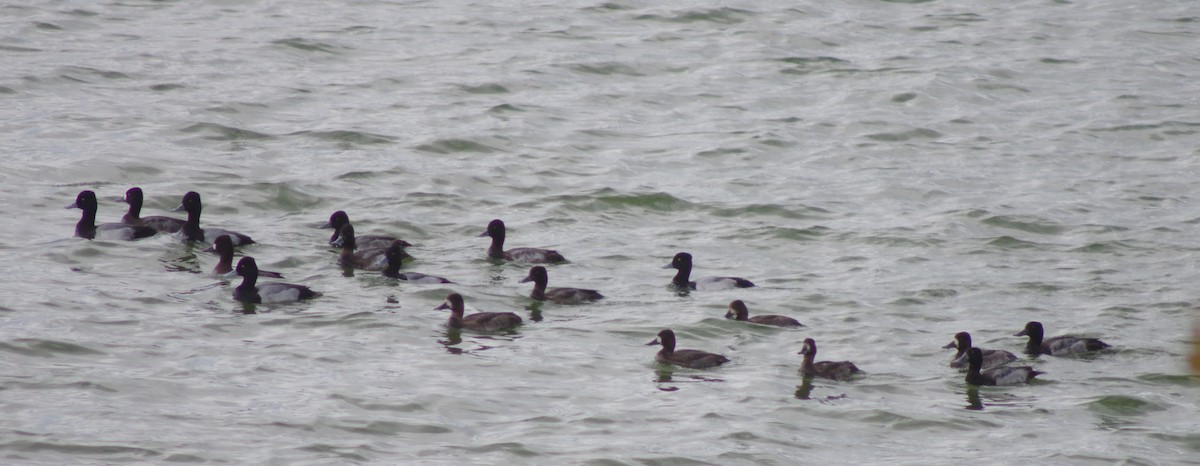 Greater Scaup - ML502929231