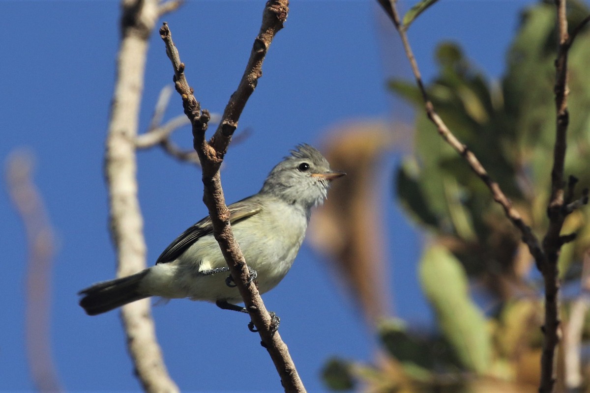 Southern Beardless-Tyrannulet - ML502929411