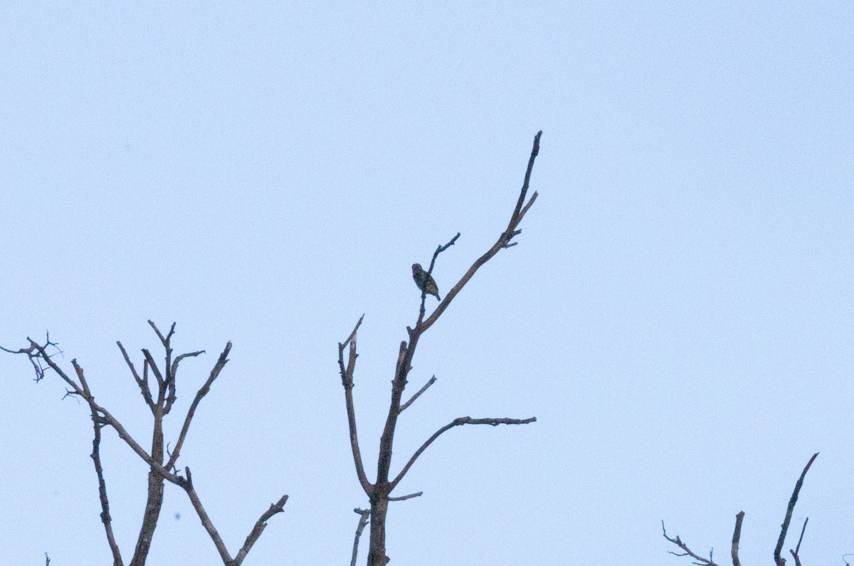 Coppersmith Barbet - ML502930441